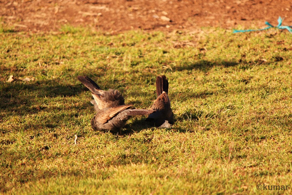 Bird Life in Theresa Creek Dam, Clermont